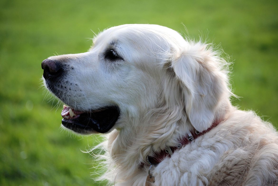 dogsfeatured