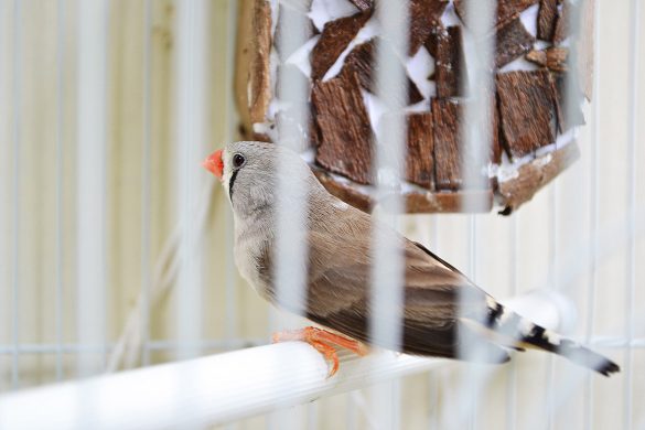 finch