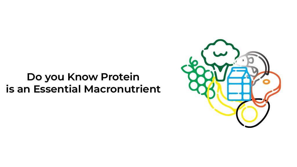 Do-you-Known-Protein-is-an-Essential-Macronutrient-01