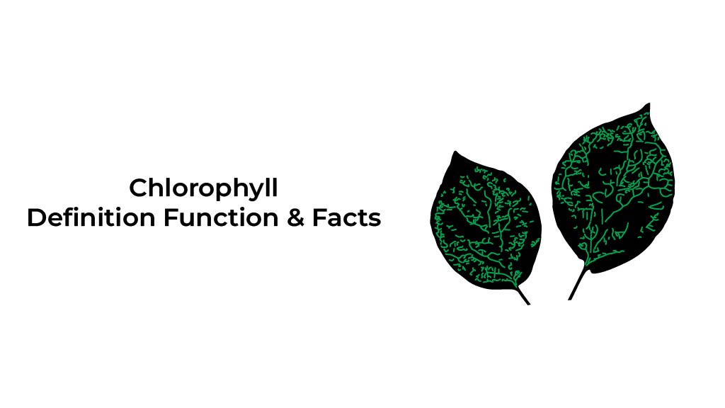 Chlorophyll-Definition-Function-&-Facts